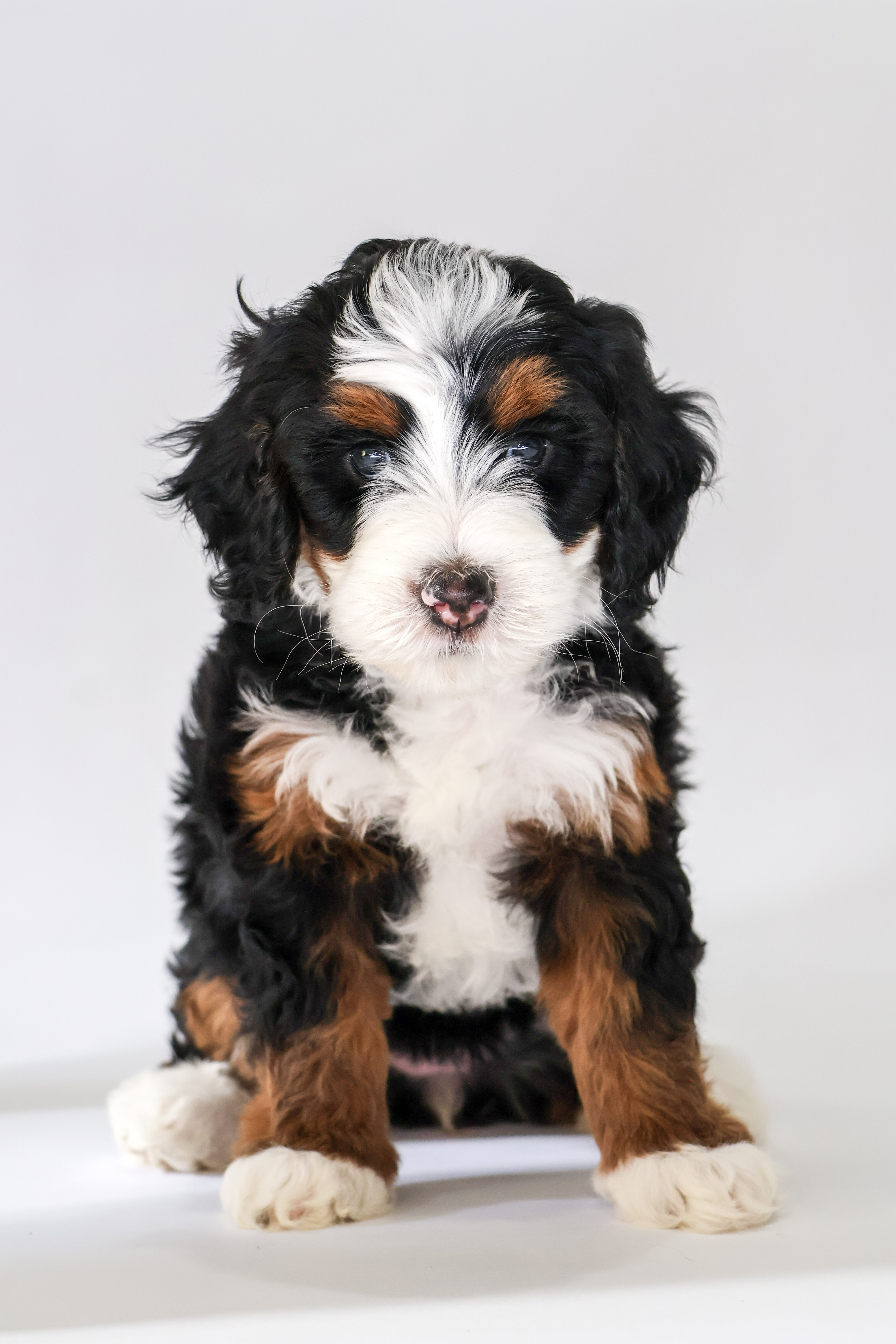 Daisy