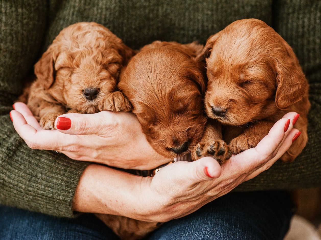Three newborn puppies being held