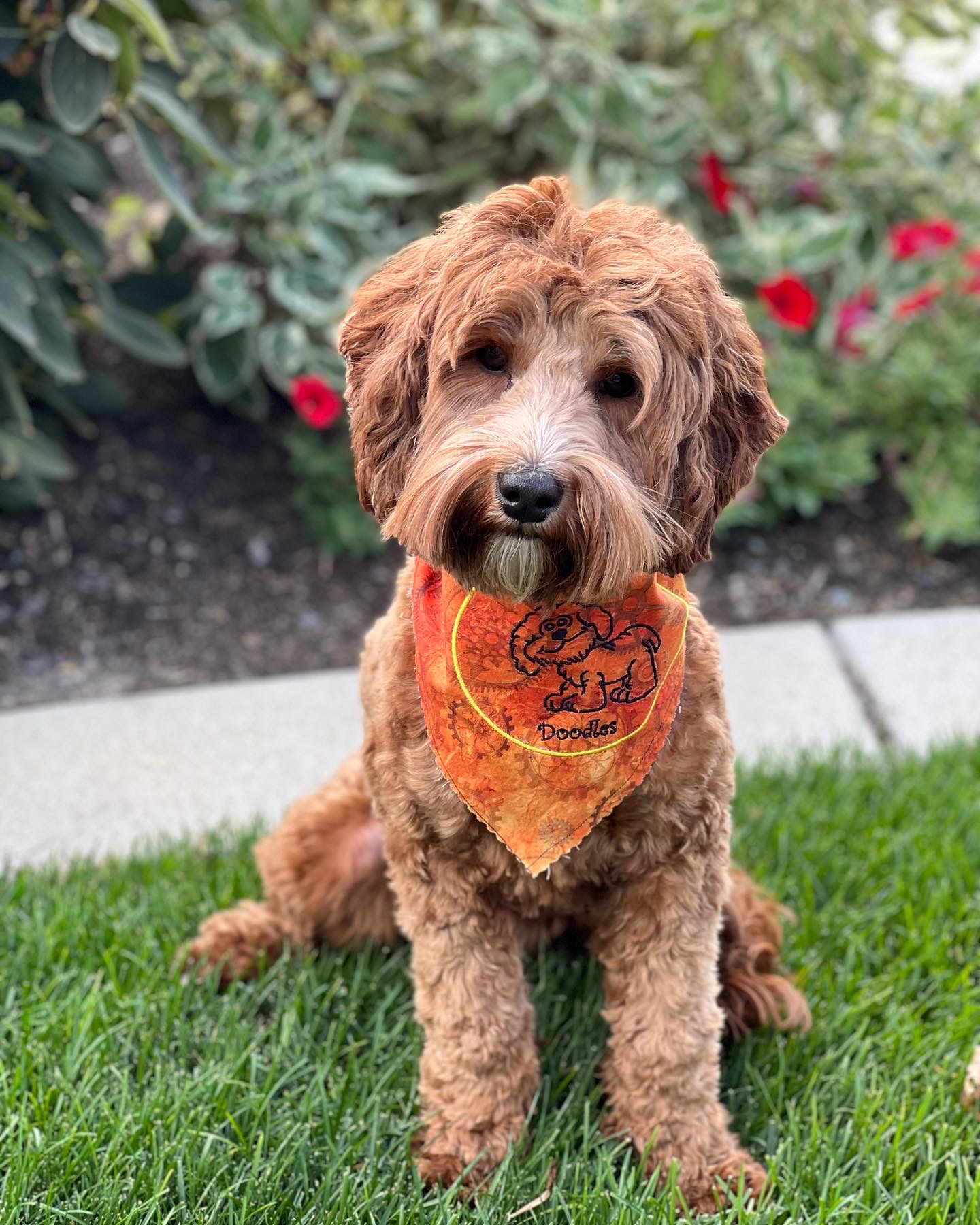 A bernedoodle puppy in a field of flowers