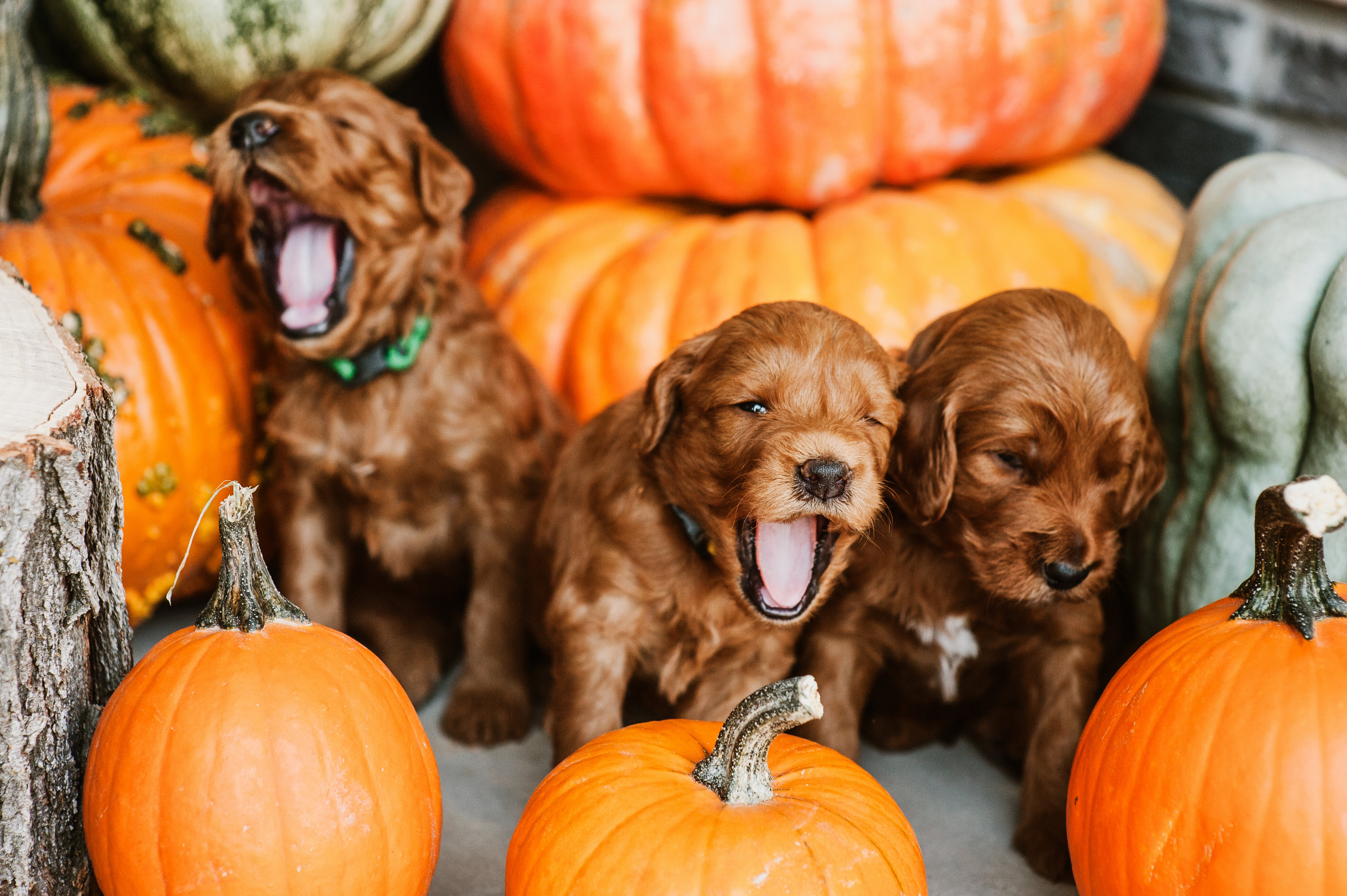 Goldendoodle puppies amongst decorative gourds