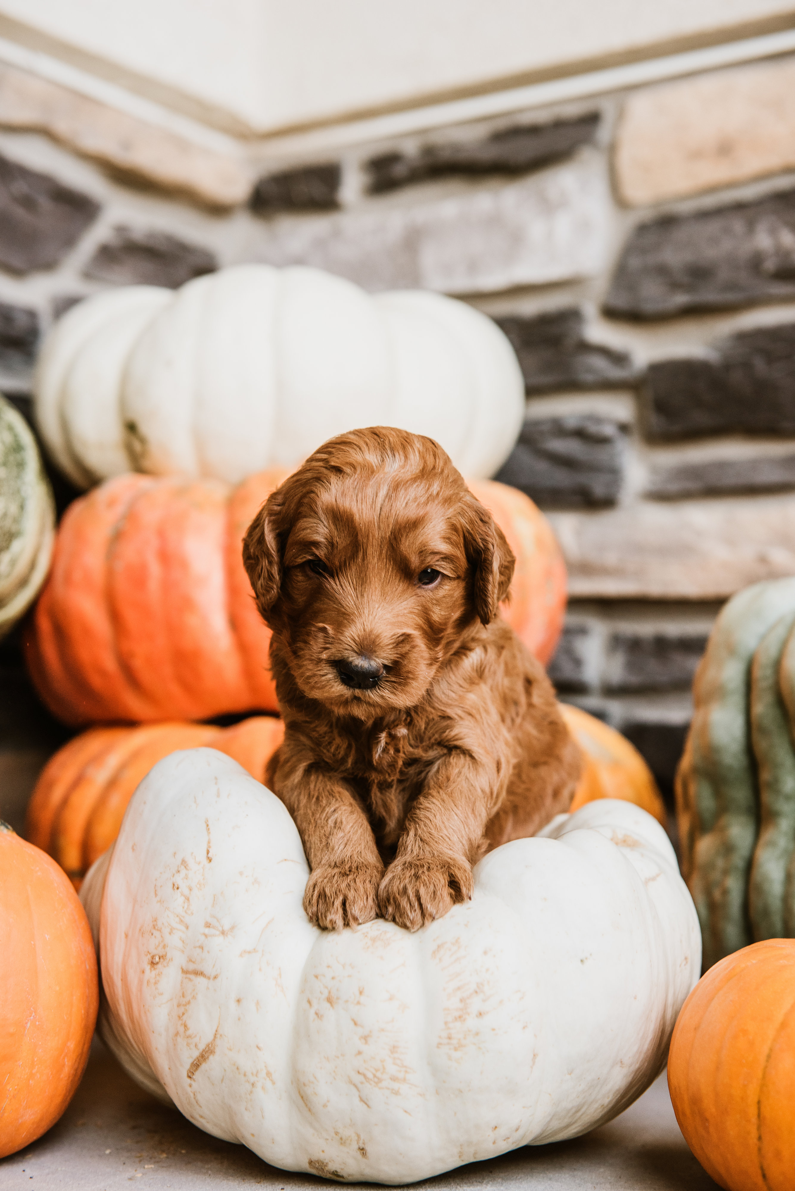 A goldendoodle puppy on a white pumpkin