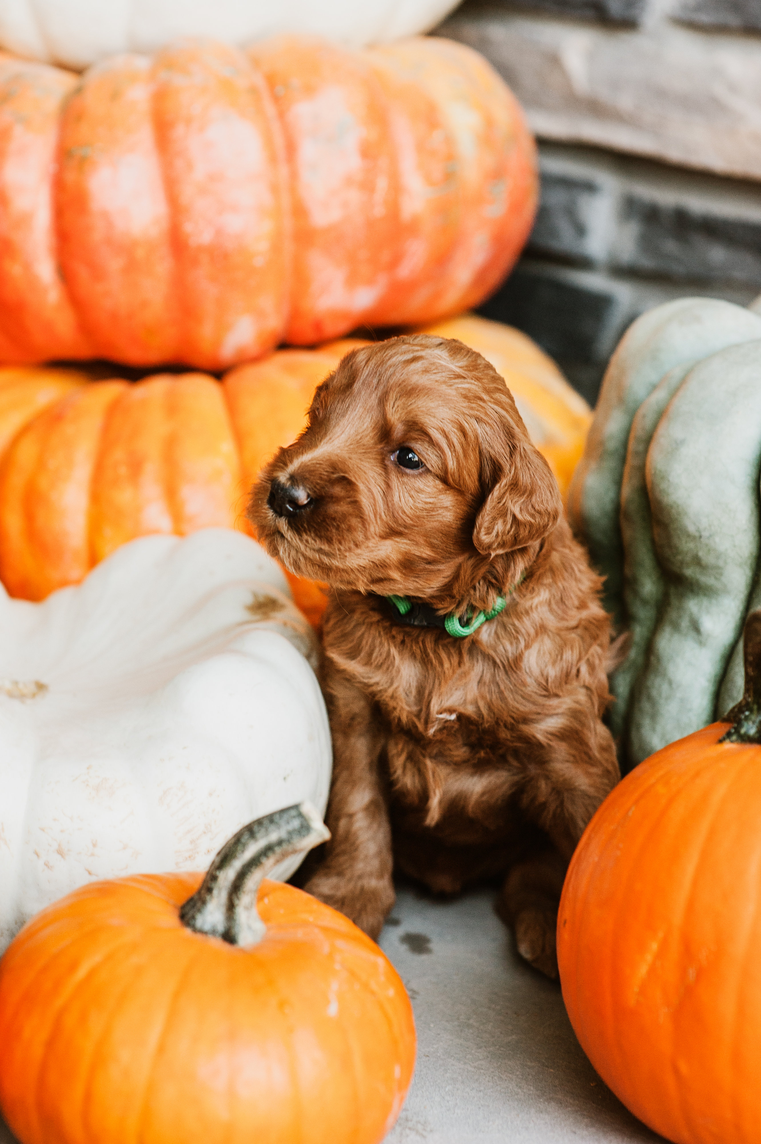 A golden doodle puppy with a green collar