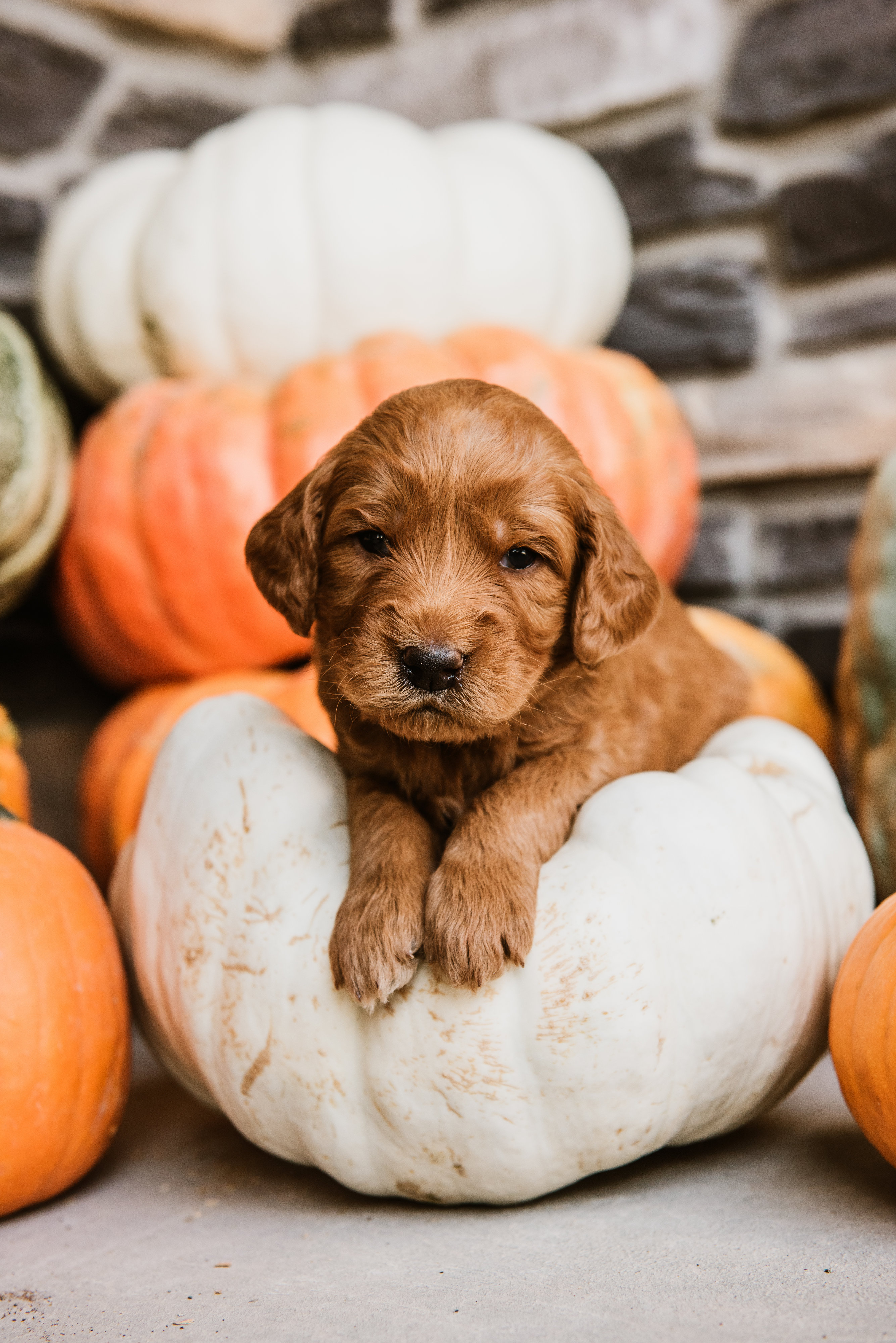 A lounging goldendoodle puppy