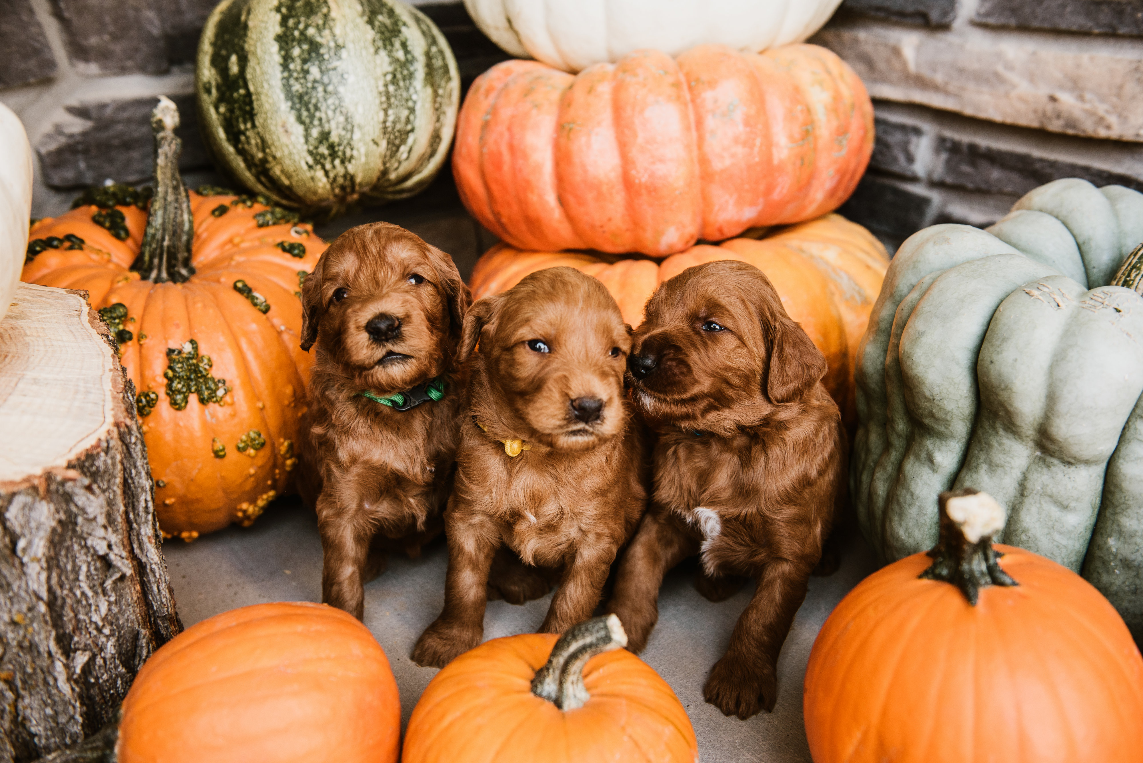 Goldendoodle puppies being very cute