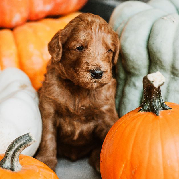 A contemplative goldendoodle pup