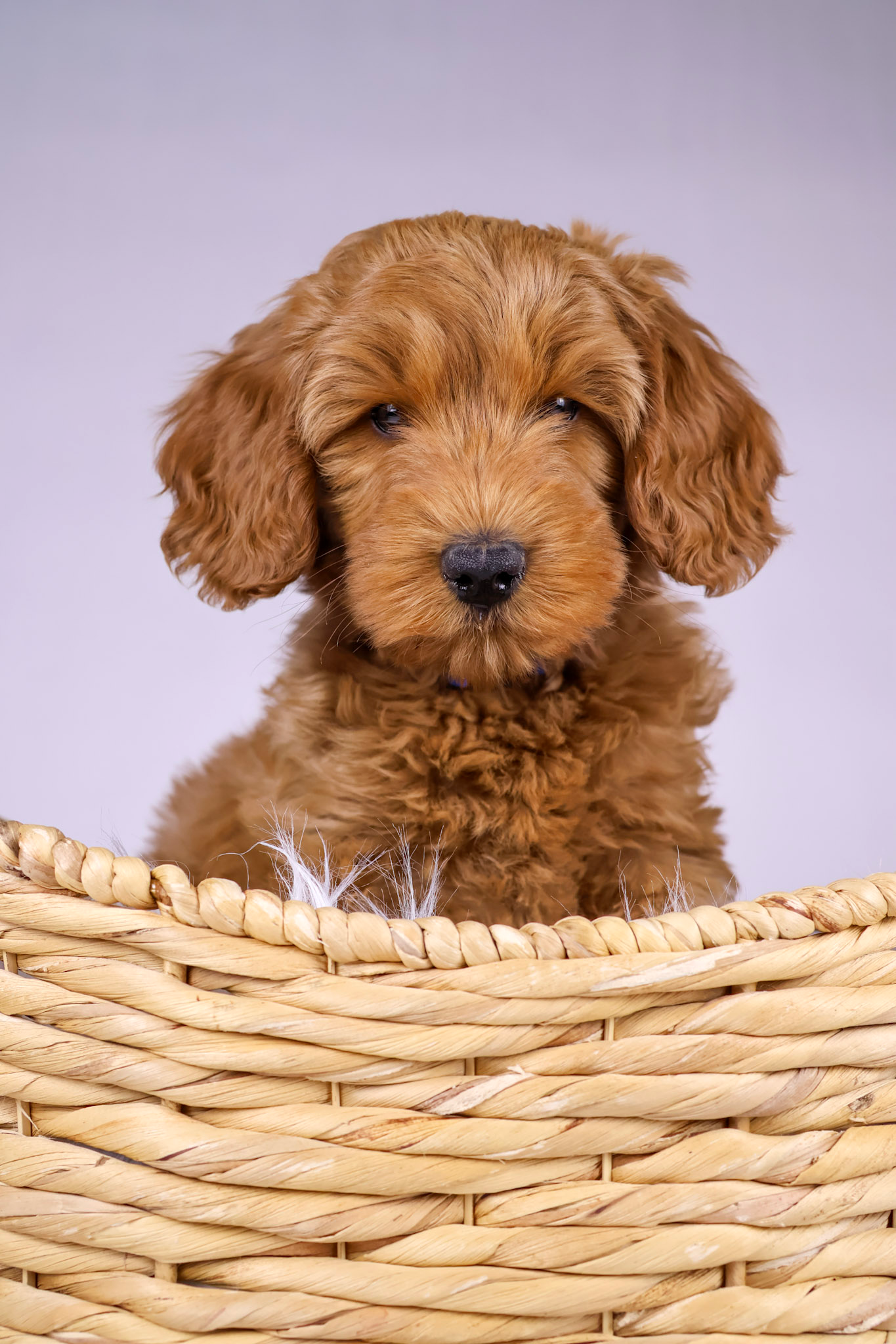 Yogi