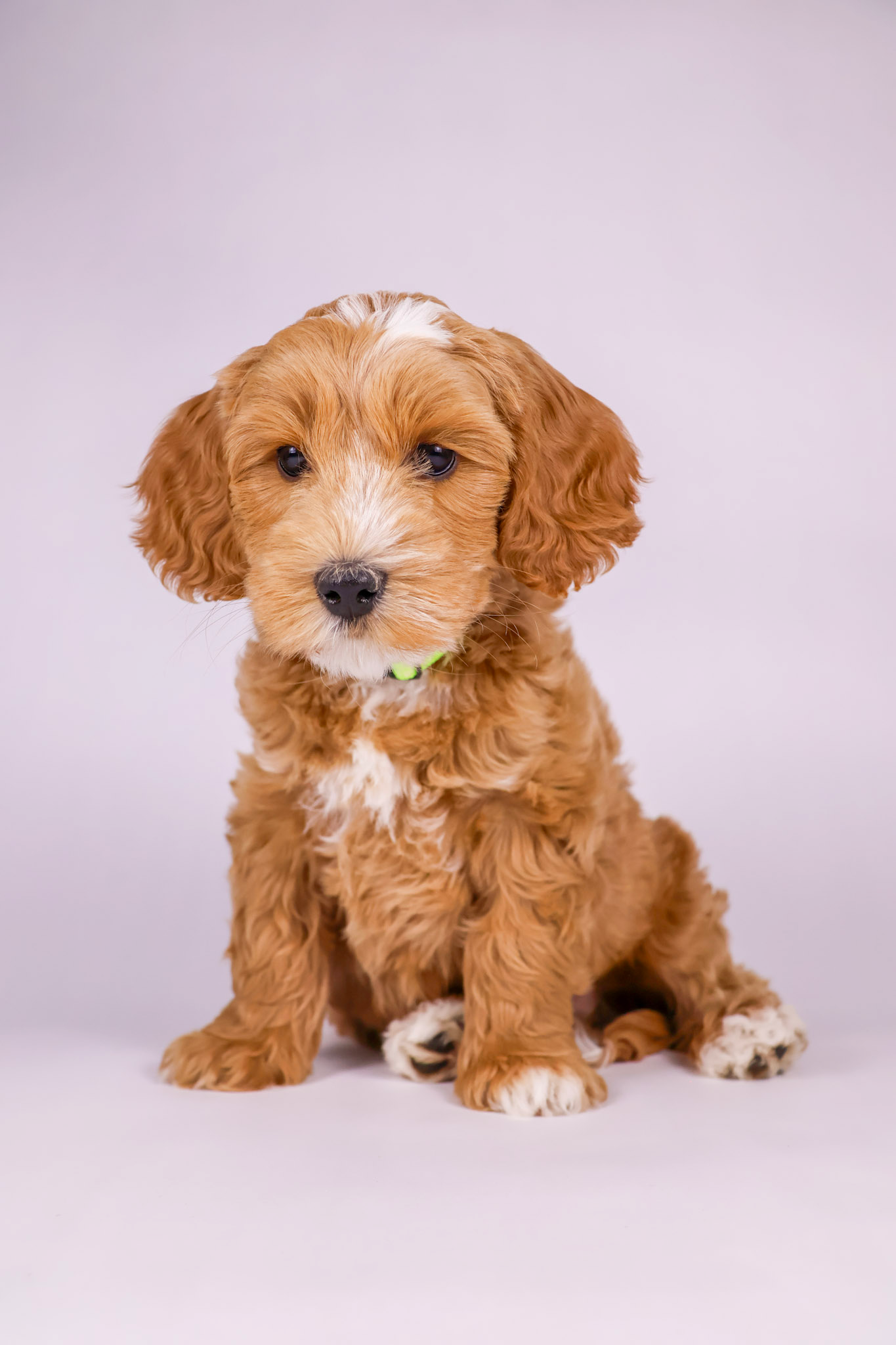 Fozzie