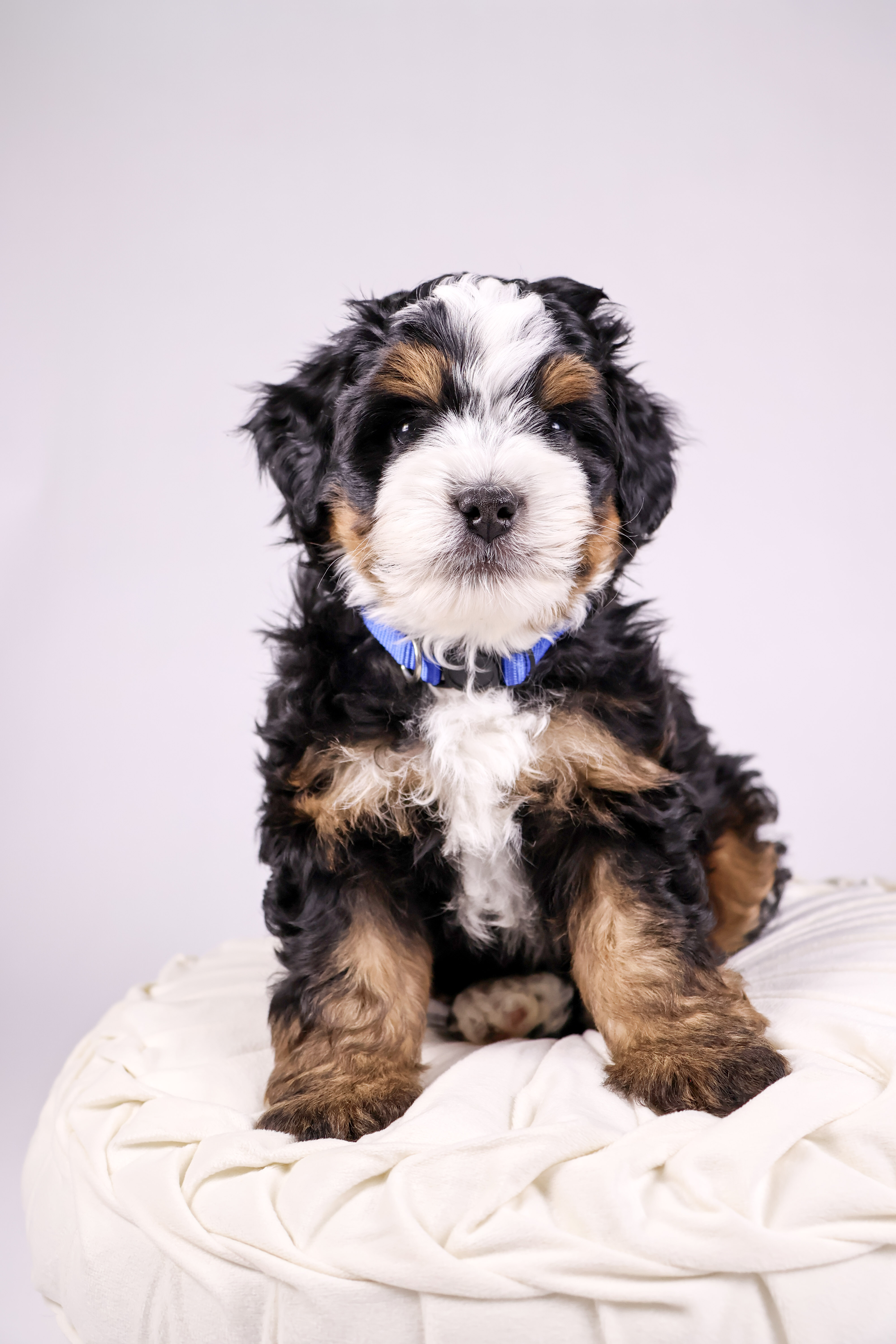 Linus- Reserved