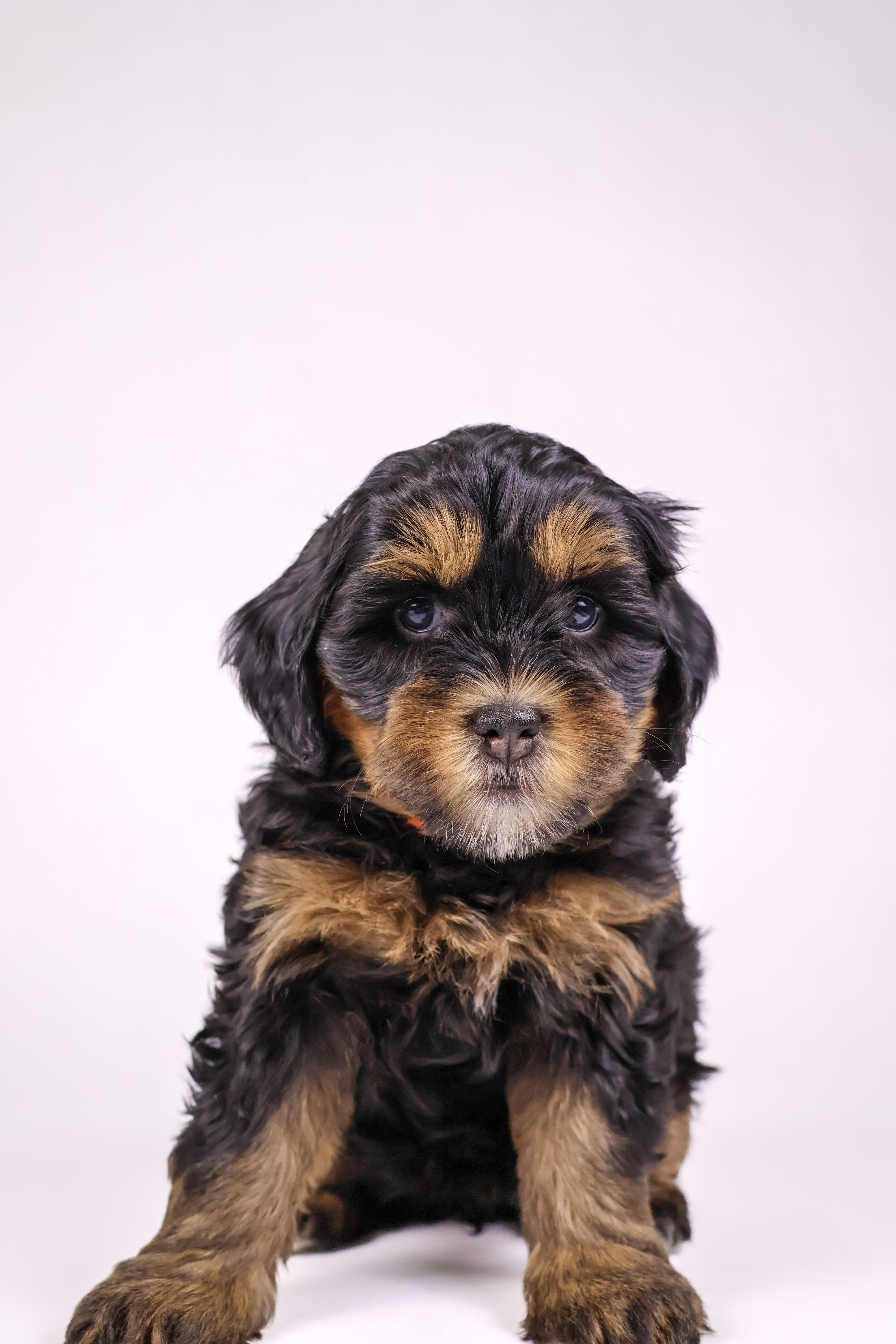 Marcie- Reserved