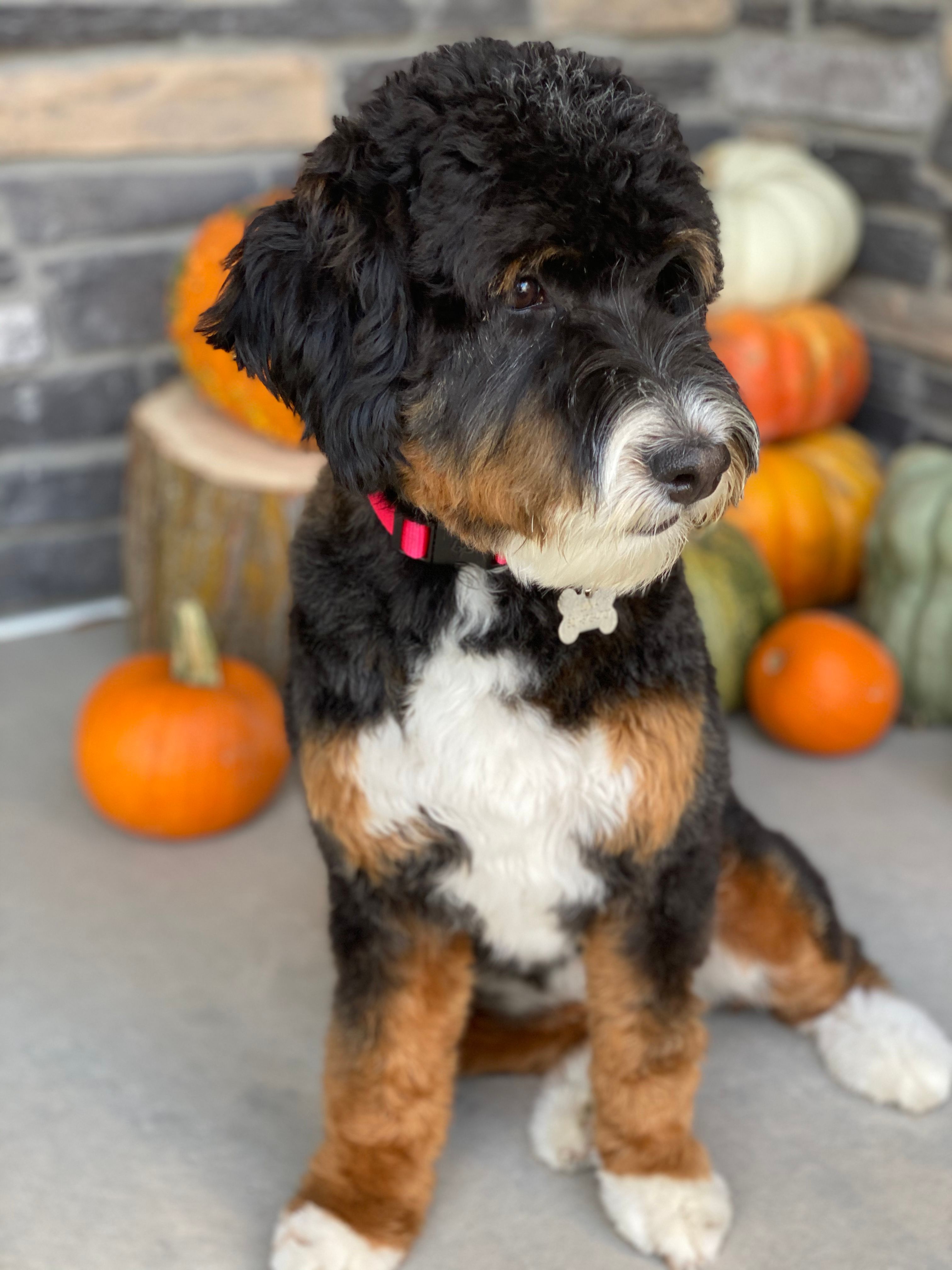 Luna with decorative gourds