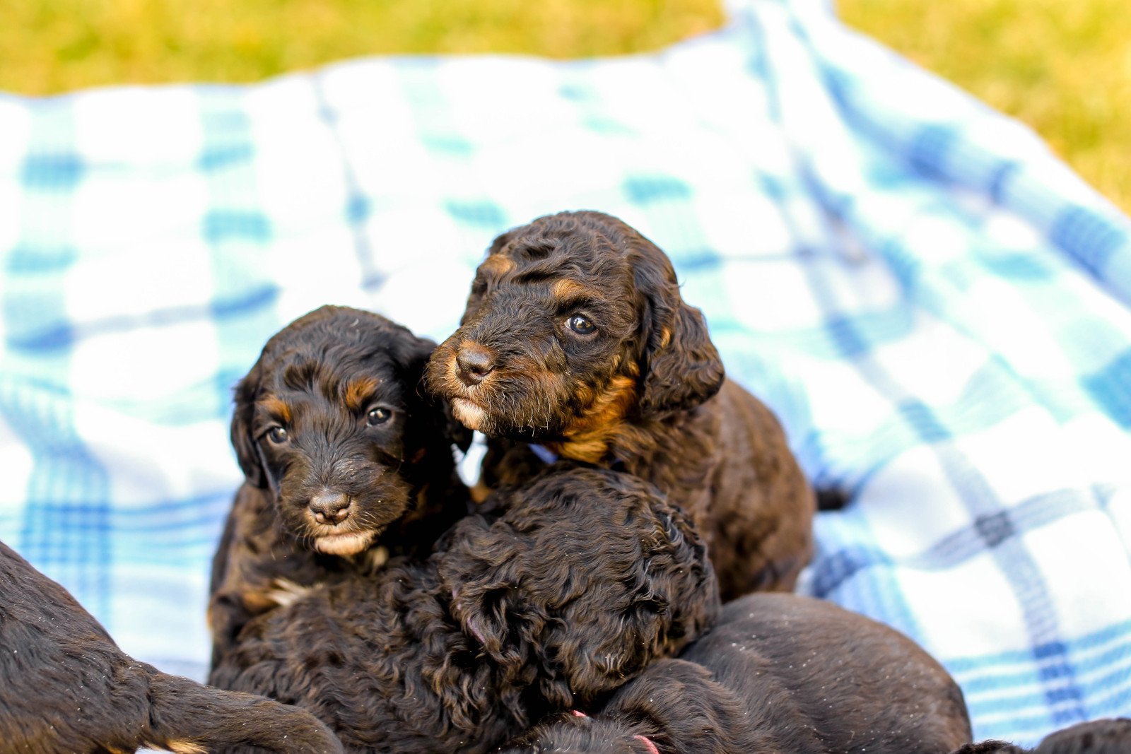 Puppies on a blanket