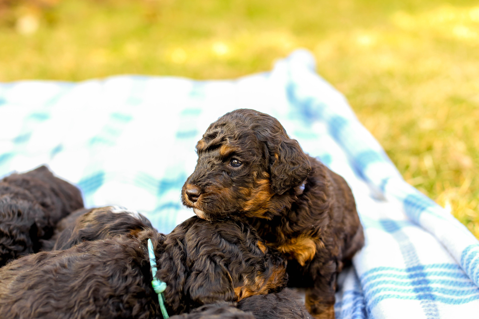 Puppies on a blanket