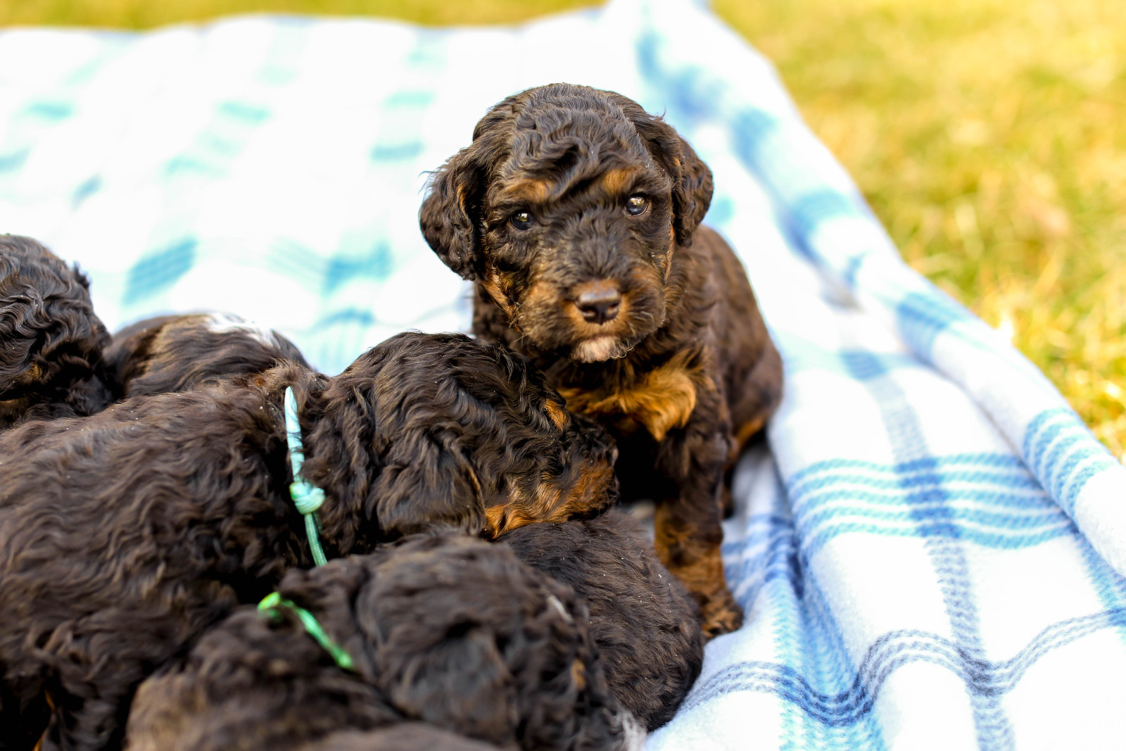 Puppies on a blanket