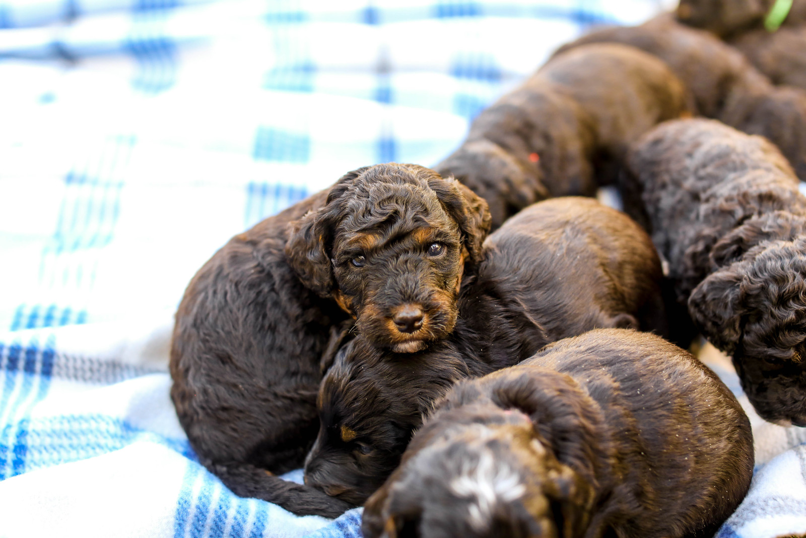 Puppy picnic