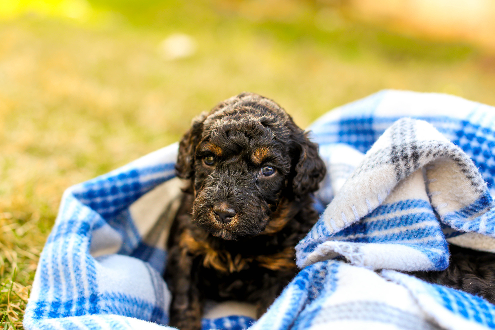 A puppy on a soft blanket outside