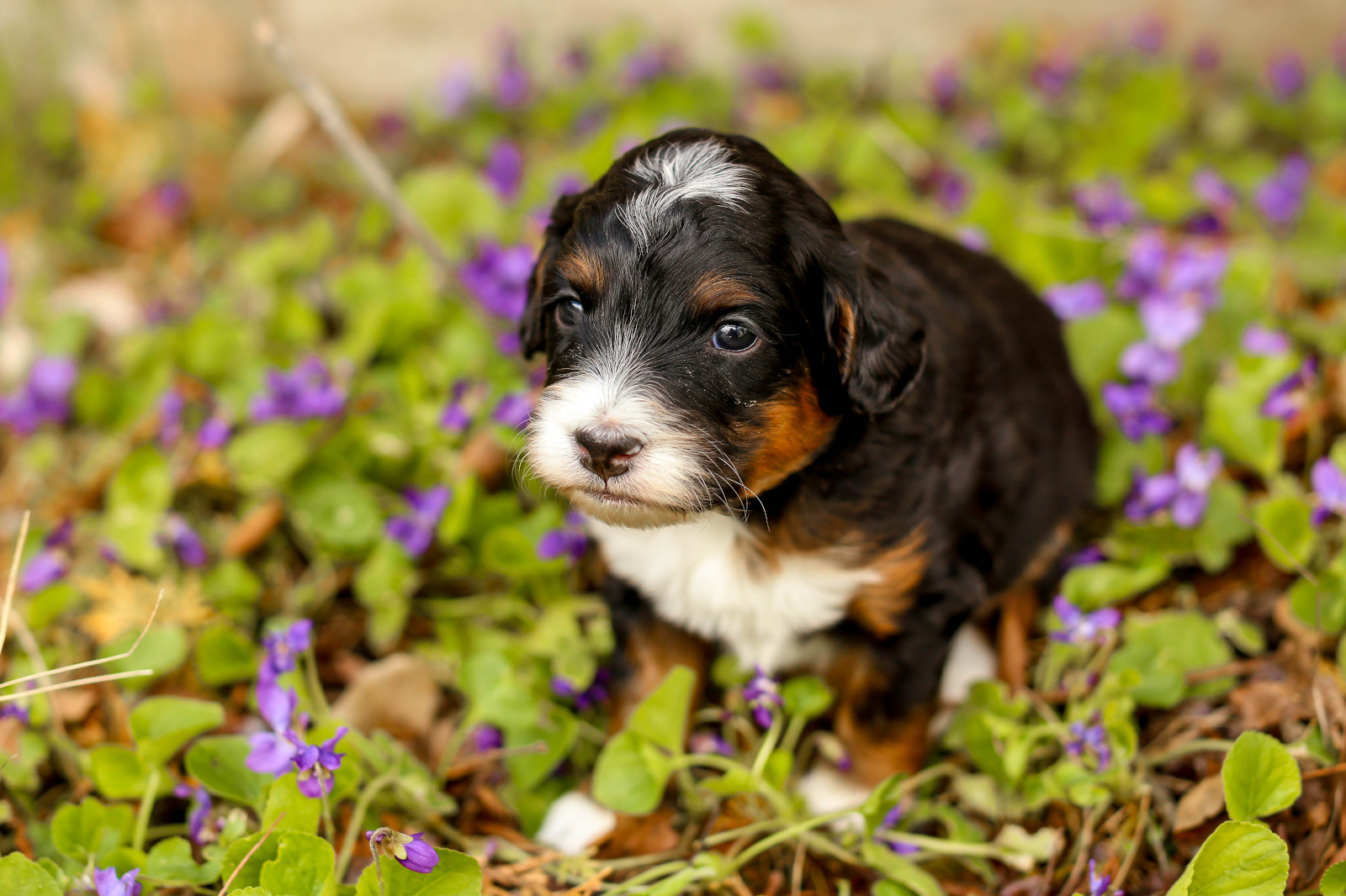 A puppy amongst wildflowers