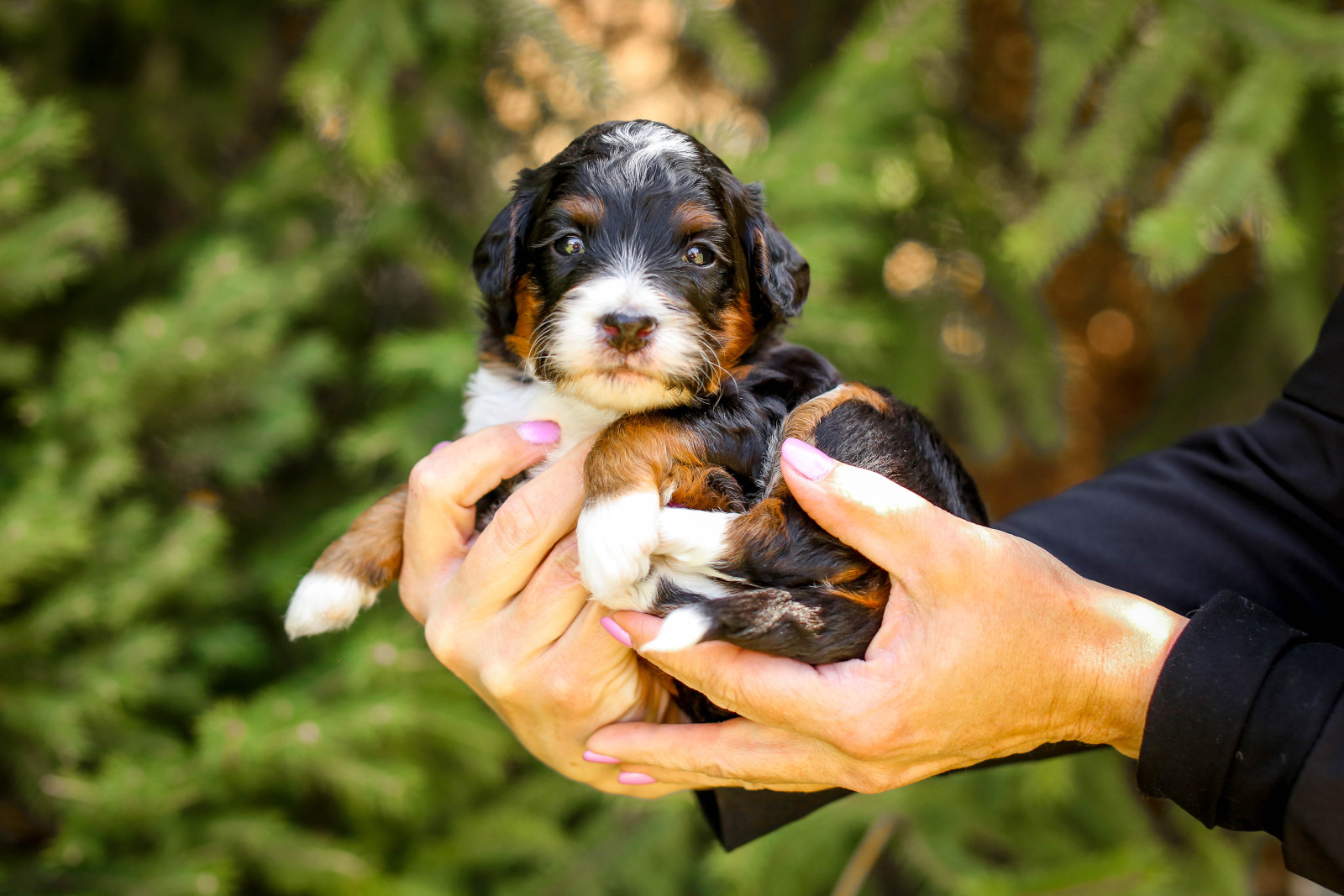 A puppy being held