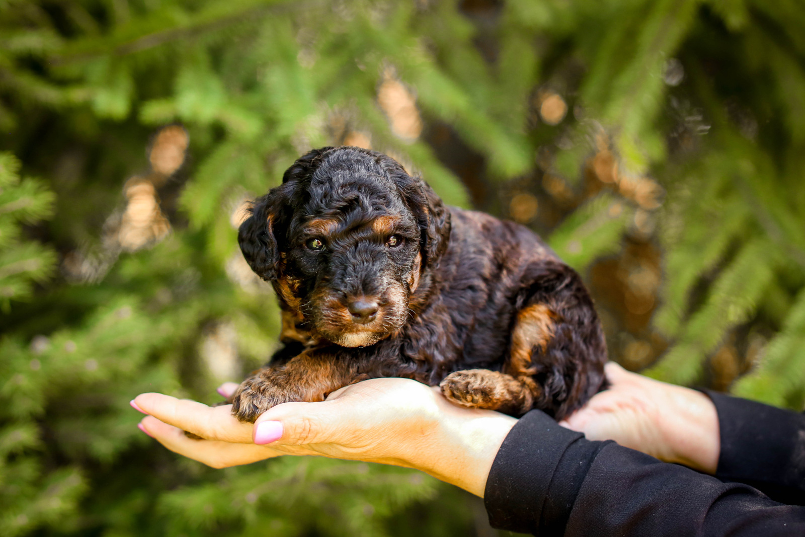 A puppy who fits in the palm of your hand