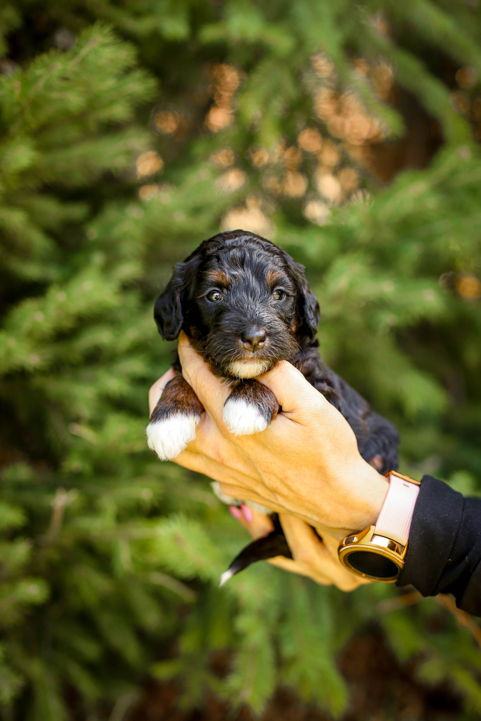 A puppy held up to see